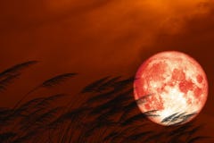 Full Strawberry Moon On Night Red Sky Back Silhouette Grass Flowers Stock Images