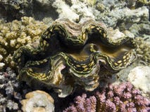 Full view of a Giant Tridacna stock photography Full view of a Giant Tridacna stock photography