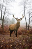 fullvuxen hankronhjort för red för liggande för skog för hösthjortar dimmig fotografering för bildbyråer fullvuxen hankronhjort för red för liggande för skog för hösthjortar dimmig fotografering för bildbyråer