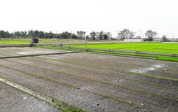 Fully and without rice field. stock image Fully and without rice field. stock image