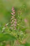 Fumitory comum, fumitory da droga ou fumo da terra (Fumaria officinal foto de stock Fumitory comum, fumitory da droga ou fumo da terra (Fumaria officinal foto de stock