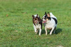 Fun dog,Happy dogs having fun in a field, running on the field.Chihuahua. royalty free stock image Fun dog,Happy dogs having fun in a field, running on the field.Chihuahua. royalty free stock image