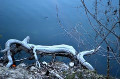 Whimsical log animal in the lake Royalty Free Stock Photography Whimsical log animal in the lake Royalty Free Stock Photography