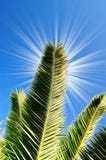 Fun Sun And Green Leaves Of Palm. Stock Photos