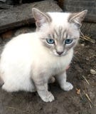 Fun white cat with blue eye stock photo Fun white cat with blue eye stock photo