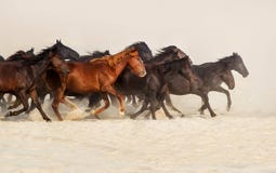 Funcionamiento de la manada del caballo imagen de archivo libre de regalías Funcionamiento de la manada del caballo imagen de archivo libre de regalías