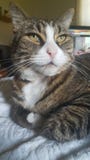 Fundersam katt royaltyfria foton Fundersam katt royaltyfria foton