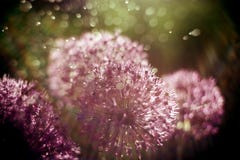 fundo abstrato mágico da natureza com macro da flor do alium Foco macio Efeito da luz do arco-íris imagem de stock royalty free fundo abstrato mágico da natureza com macro da flor do alium Foco macio Efeito da luz do arco-íris imagem de stock royalty free