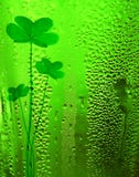 Fundo afortunado da cerveja do trevo verde imagens de stock royalty free Fundo afortunado da cerveja do trevo verde imagens de stock royalty free