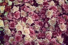 Fundo colorido bonito de muitas rosas fotografia de stock royalty free Fundo colorido bonito de muitas rosas fotografia de stock royalty free