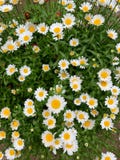 Fundo com flores brancas e passagem fotografia de stock royalty free Fundo com flores brancas e passagem fotografia de stock royalty free