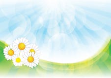 Fundo da mola com flores da camomila ilustração do vetor Fundo da mola com flores da camomila ilustração do vetor