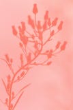 Fundo da planta na cor do ano 2019 Pantone - coral de vida fotografia de stock royalty free Fundo da planta na cor do ano 2019 Pantone - coral de vida fotografia de stock royalty free