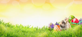 Fundo da Páscoa com coelho, ovos e flores na grama e no céu ensolarado com bokeh, bandeira Imagens de Stock Fundo da Páscoa com coelho, ovos e flores na grama e no céu ensolarado com bokeh, bandeira Imagens de Stock