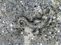 Fundo da textura da parede de pedra do Grunge com lagarto Imagens de Stock Fundo da textura da parede de pedra do Grunge com lagarto Imagens de Stock