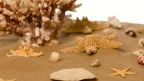 Fundo de Sandy com shell e estrela do mar, branco, rotação video estoque Fundo de Sandy com shell e estrela do mar, branco, rotação video estoque