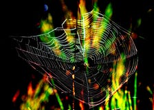 Fundo mágico da Web de aranha fotos de stock Fundo mágico da Web de aranha fotos de stock