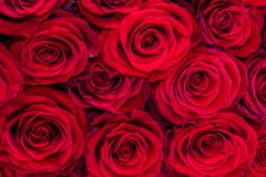 Fundo natural das rosas vermelhas imagem de stock royalty free Fundo natural das rosas vermelhas imagem de stock royalty free