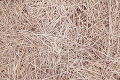 Fundo ou textura seca da palha imagem de stock Fundo ou textura seca da palha imagem de stock