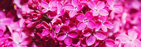 Fundo panorâmico natural bonito Flores lilás, close-up fotografia de stock royalty free Fundo panorâmico natural bonito Flores lilás, close-up fotografia de stock royalty free