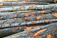 Fundo Textured da grande pilha de logs de madeira foto de stock Fundo Textured da grande pilha de logs de madeira foto de stock