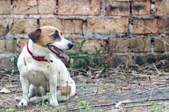Fundo velho da parede de tijolo e um cão Jack Russell Terrier que senta-se ao lado de uma casa abandonada arruinada foto de stock royalty free Fundo velho da parede de tijolo e um cão Jack Russell Terrier que senta-se ao lado de uma casa abandonada arruinada foto de stock royalty free
