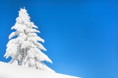 Fundo vibrante das férias do inverno com o pinheiro coberto por nevadas fortes e pelo céu azul Fotos de Stock Fundo vibrante das férias do inverno com o pinheiro coberto por nevadas fortes e pelo céu azul Fotos de Stock