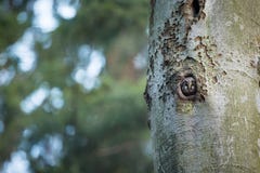 Funereus Aegolius Сфотографированный в чехии стоковое фото Funereus Aegolius Сфотографированный в чехии стоковое фото