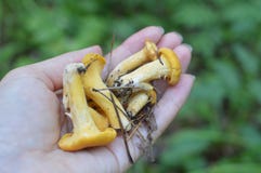 Funghi del galletto in mano femminile in foresta immagine stock libera da diritti Funghi del galletto in mano femminile in foresta immagine stock libera da diritti