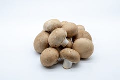 Funghi di Brown, isolati su fondo bianco fotografie stock libere da diritti Funghi di Brown, isolati su fondo bianco fotografie stock libere da diritti
