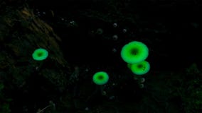 Fungi light up in the darkness. It grows becomes luminous stock image Fungi light up in the darkness. It grows becomes luminous stock image