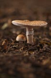 Fungi Little And Large Royalty Free Stock Image