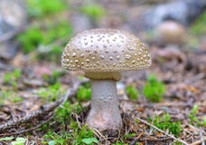 Fungo di Pantherina dell'amanita immagine stock libera da diritti Fungo di Pantherina dell'amanita immagine stock libera da diritti