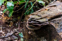 Fungo, funghi su un tronco di albero in foresta pluviale fotografia stock libera da diritti Fungo, funghi su un tronco di albero in foresta pluviale fotografia stock libera da diritti