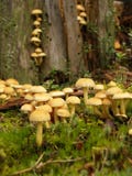 Fungus Royalty Free Stock Image