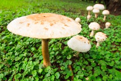Free Fungus Stock Photos - 38212183