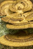 Fungus On A Tree, Macro Photo Stock Photo Fungus On A Tree, Macro Photo Stock Photo