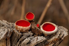 Fungus On Dead Tree. Royalty Free Stock Image