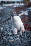 Funny adelie penguin chick running on shingle stock image Funny adelie penguin chick running on shingle stock image
