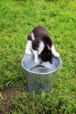 Funny beautiful kitten in the summer garden deftly catches a met stock photos Funny beautiful kitten in the summer garden deftly catches a met stock photos