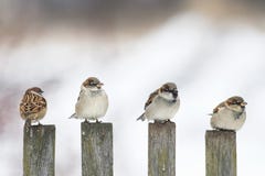 funny birds Sparrow sitting on an old wooden fence and looking in different directions royalty free stock photo funny birds Sparrow sitting on an old wooden fence and looking in different directions royalty free stock photo