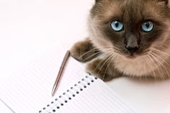 cat with pen
