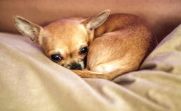 Funny chihuahua puppy on the sofa Royalty Free Stock Photos Funny chihuahua puppy on the sofa Royalty Free Stock Photos
