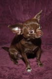 Funny chihuahua puppy on the sofa stock photos Funny chihuahua puppy on the sofa stock photos