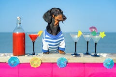 Funny cool dachshund dog drinking cocktails, at the bar in a beach club party with ocean view