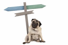 Funny cute pug puppy dog sitting down next to blank signpost; with signs pointing left and right Royalty Free Stock Images Funny cute pug puppy dog sitting down next to blank signpost; with signs pointing left and right Royalty Free Stock Images