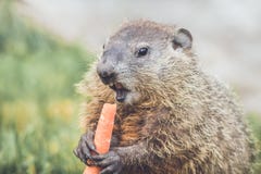 Funny Cute Woodchuck Marmot eating carrot