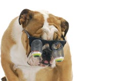 Funny dog stock photo Funny dog stock photo