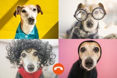 Funny Dog Copy Online Group Chat Conference. Stock Photography