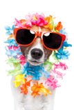Funny dog hawaiian lei and sunglasses
